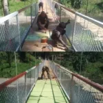 Jembatan Perintis Garuda Capai 84,50 Persen.