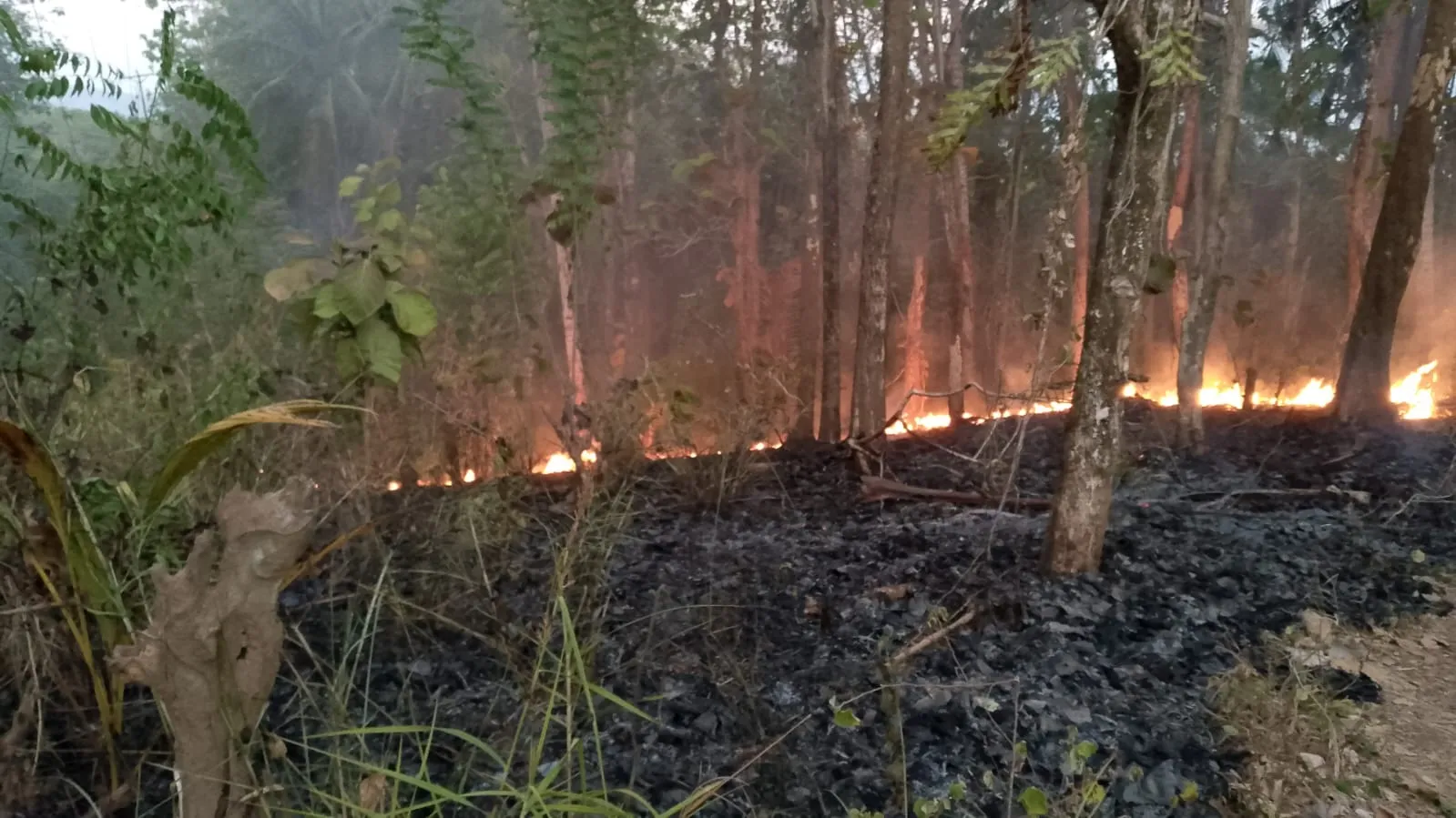 Babinsa Gerak Cepat Tangani Kebakaran Lahan Di Desa Bajo.