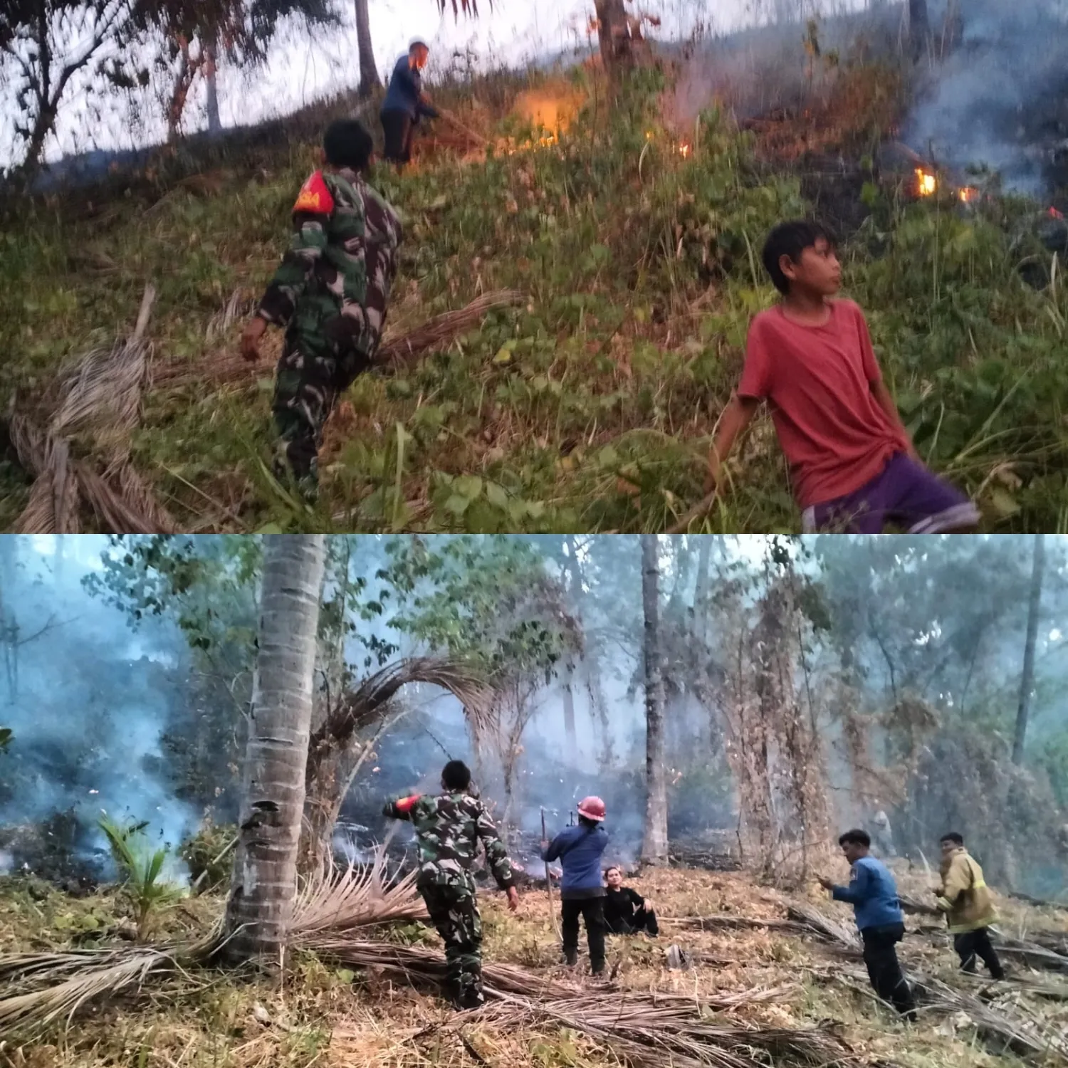 Babinsa Bersama Damkar Dan Warga Padamkan Kebakaran 3,5 Hektare Lahan Perkebunan.